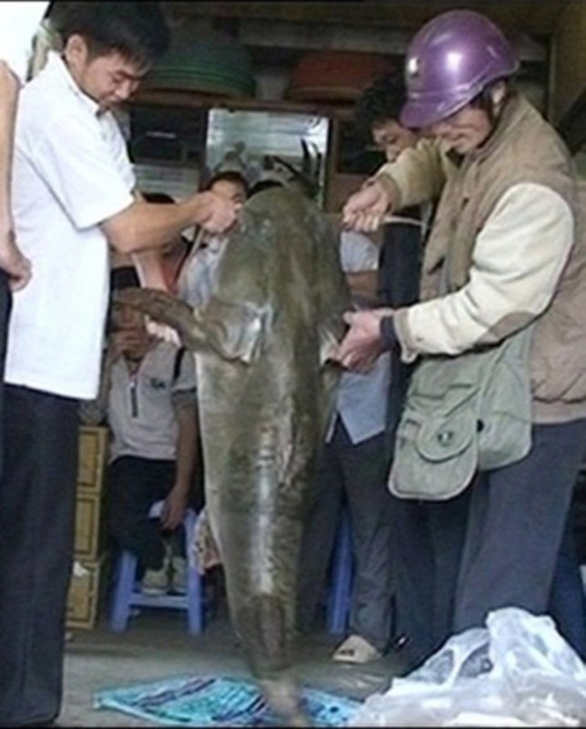 Diem danh thuy quai khong lo tung sa luoi ngu dan Viet-Hinh-11